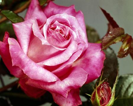 Si j'étais une rose